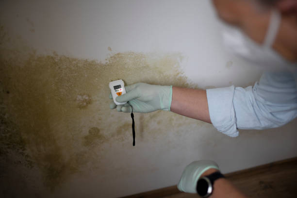 Best Mold Damage Repair  in Canton, NC